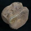 Nicely Preserved Ornithischian Dinosaur Vertebrae #8451-3